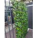 Декоративна ограда Хармоника - Hedra H=1.0 x L=2.0m Цвят: зелен