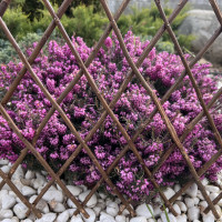 Декоративна плетена ограда H=30 cm x L=180 cm