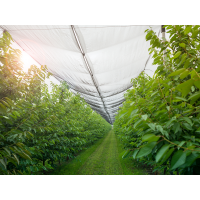 Мрежа против градушка ROSSIMA 50 g/m² L=50m Цвят зелен